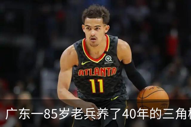 广东一85岁老兵养了40年的三角梅“火了”，开成“浪漫花屋”，网友：看哭了